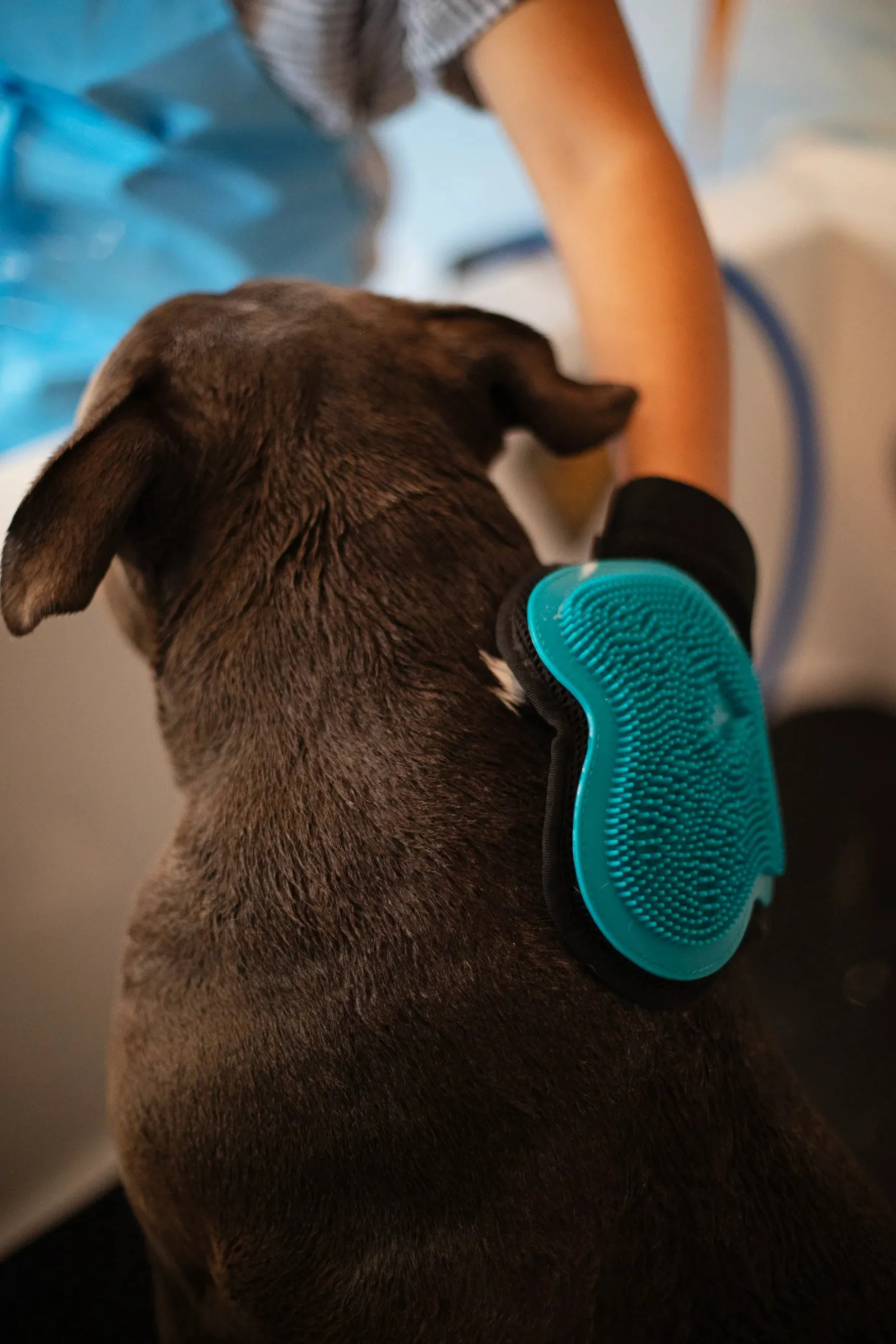 Reversible Silicone Pet Grooming Glove- Cat or Dog