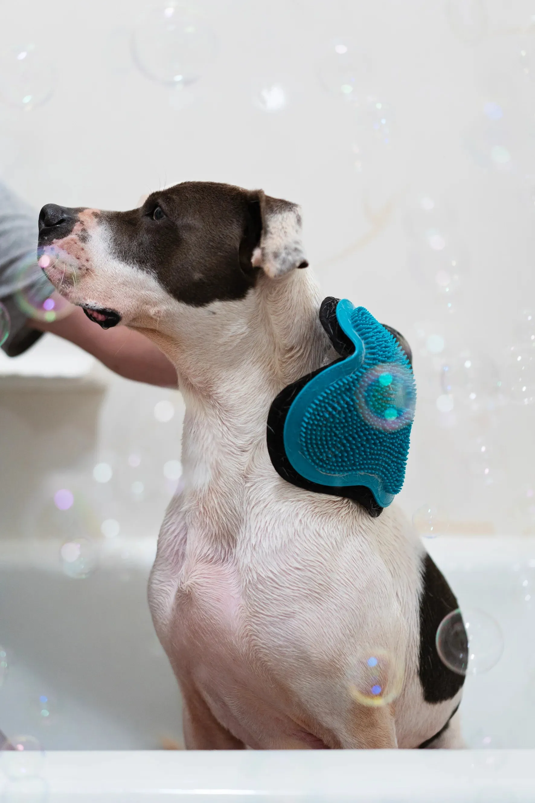 Reversible Silicone Pet Grooming Glove- Cat or Dog