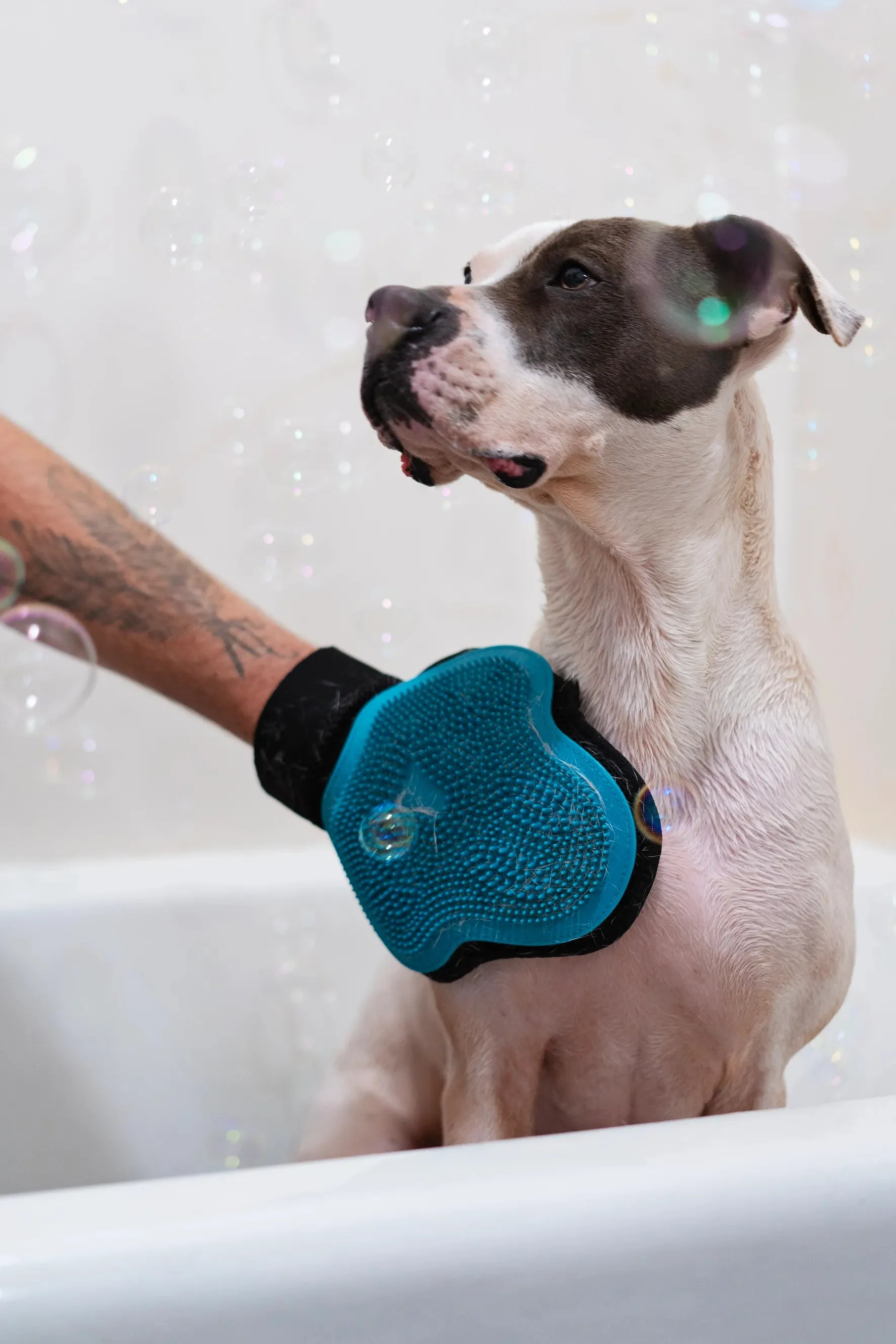 Reversible Silicone Pet Grooming Glove- Cat or Dog