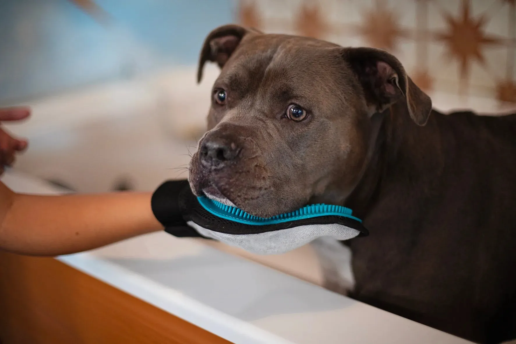Reversible Silicone Pet Grooming Glove- Cat or Dog